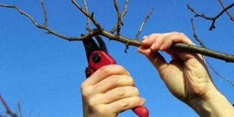 Kako orezati kajsije u jesen